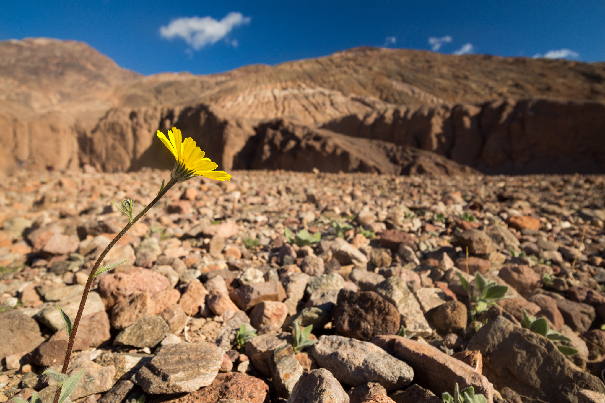 Canon EF-S 10-18mm F4.5–5.6 IS STM sample photo. Life in death valley photography