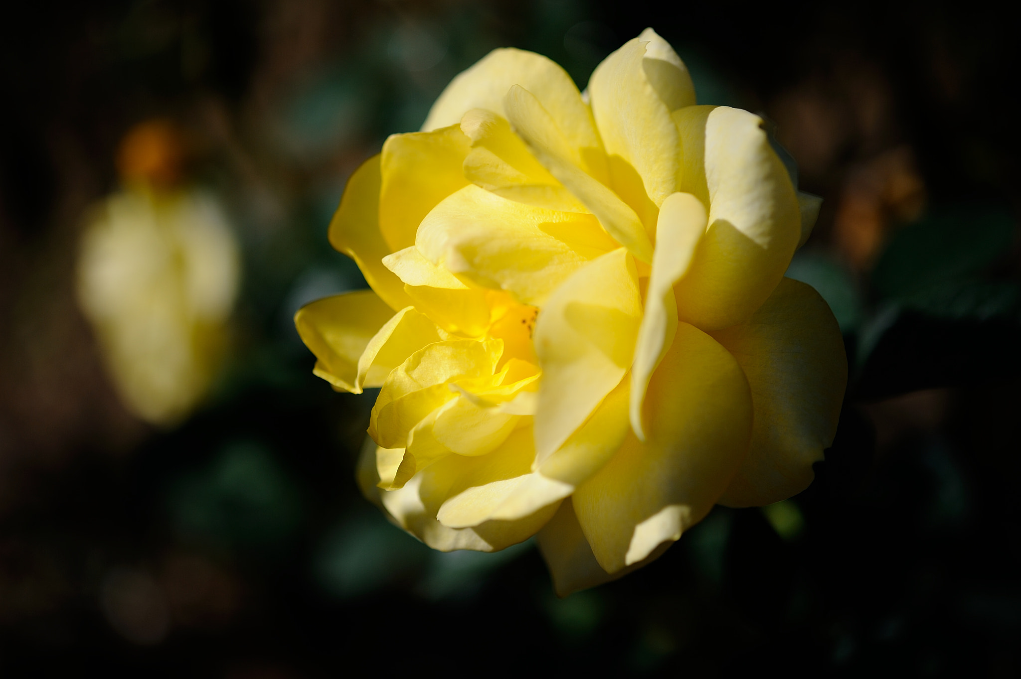 Nikon AF-S Micro-Nikkor 60mm F2.8G ED sample photo. D3s_4488.jpg photography