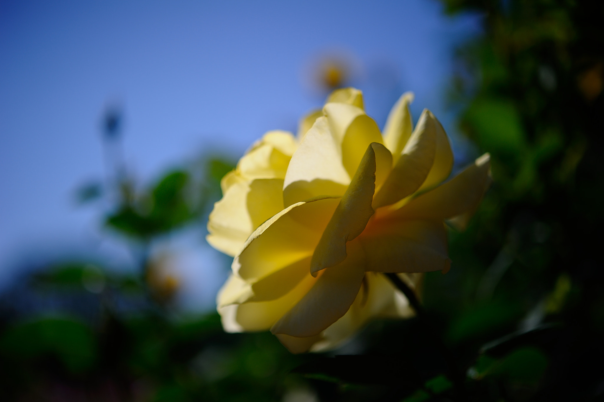 Nikon AF-S Micro-Nikkor 60mm F2.8G ED sample photo. D3s_4489.jpg photography