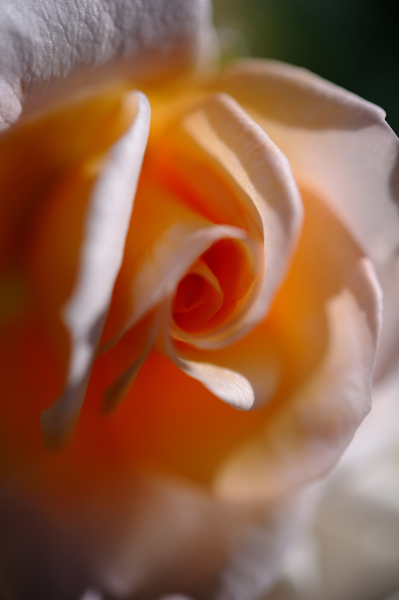 Nikon AF-S Micro-Nikkor 60mm F2.8G ED sample photo. D3s_4493.jpg photography