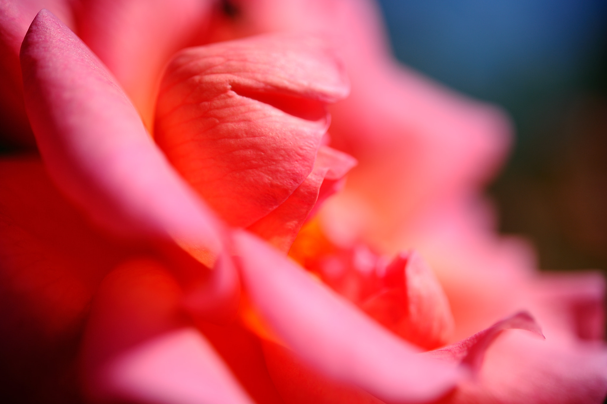 Nikon AF-S Micro-Nikkor 60mm F2.8G ED sample photo. D3s_4508.jpg photography