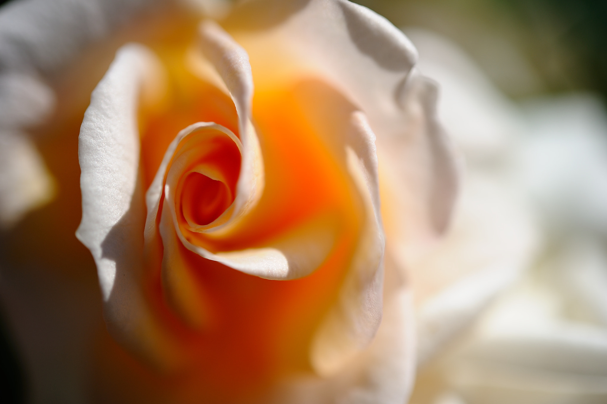 Nikon AF-S Micro-Nikkor 60mm F2.8G ED sample photo. D3s_4506.jpg photography