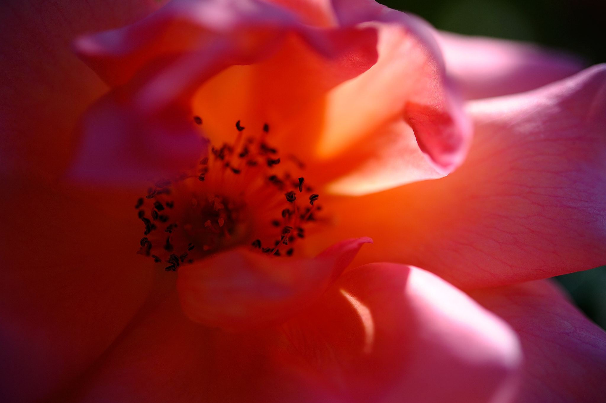 Nikon AF-S Micro-Nikkor 60mm F2.8G ED sample photo. D3s_4498.jpg photography