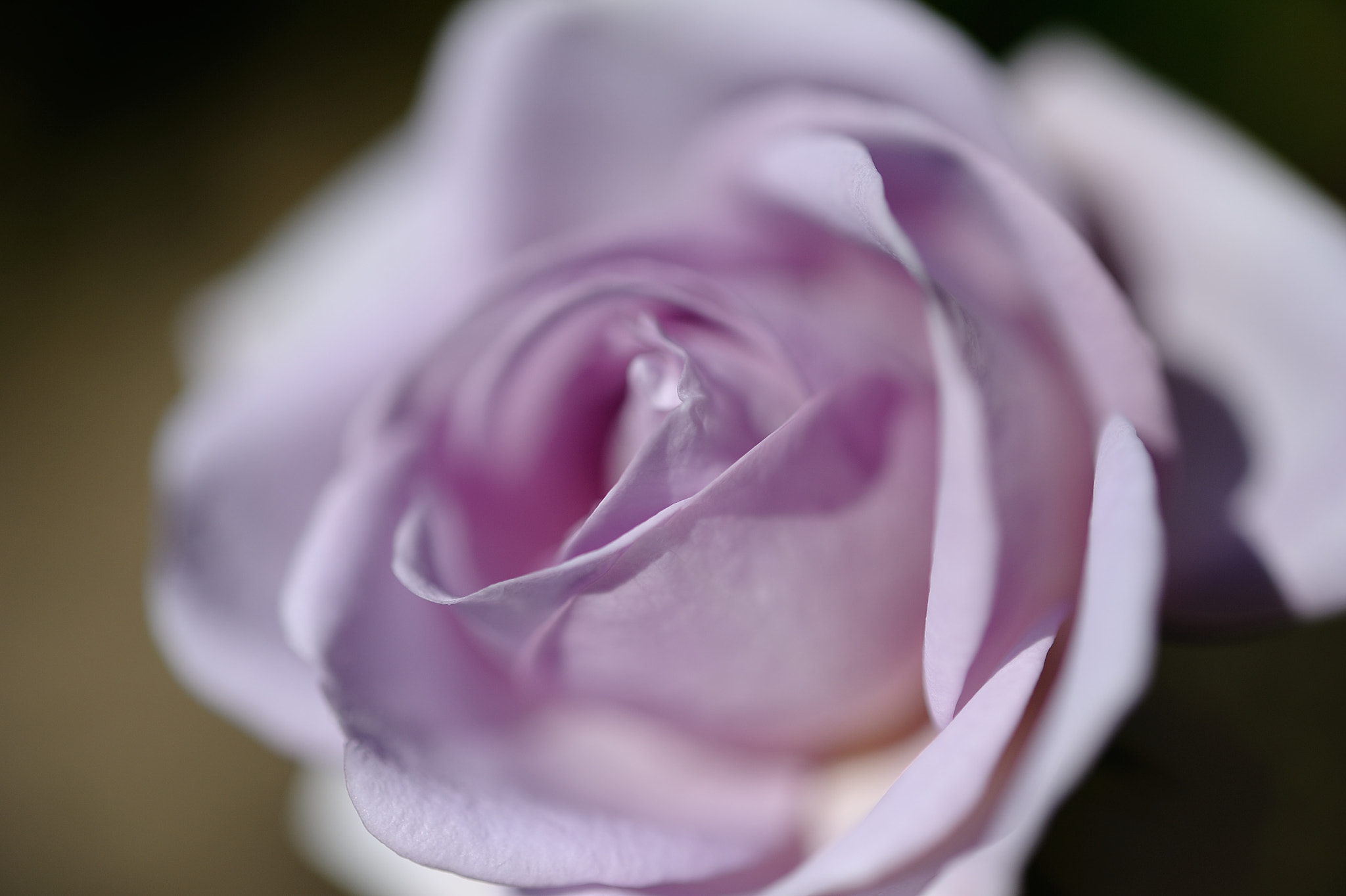 Nikon AF-S Micro-Nikkor 60mm F2.8G ED sample photo. D3s_4504.jpg photography