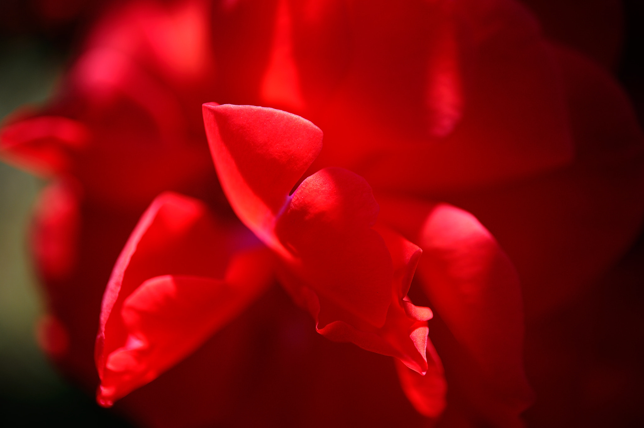 Nikon AF-S Micro-Nikkor 60mm F2.8G ED sample photo. D3s_4513.jpg photography