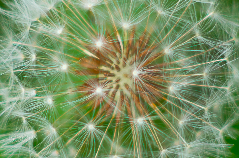 Sony SLT-A55 (SLT-A55V) + Minolta AF 50mm F1.7 sample photo. Dandelion photography