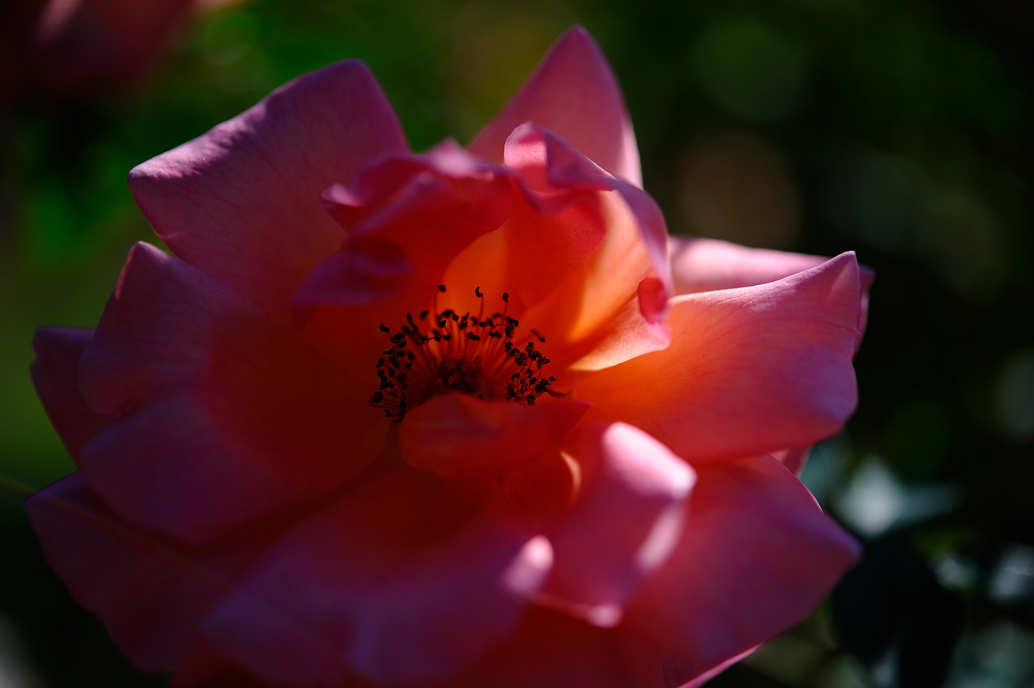 Nikon AF-S Micro-Nikkor 60mm F2.8G ED sample photo. D3s_4496.jpg photography