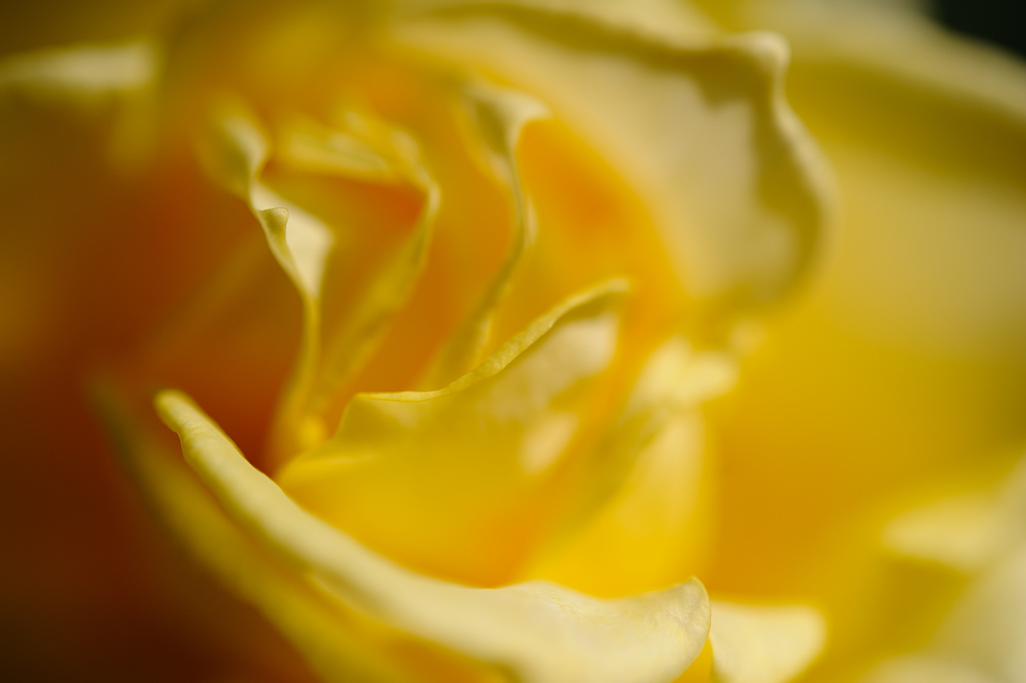Nikon AF-S Micro-Nikkor 60mm F2.8G ED sample photo. D3s_4544.jpg photography