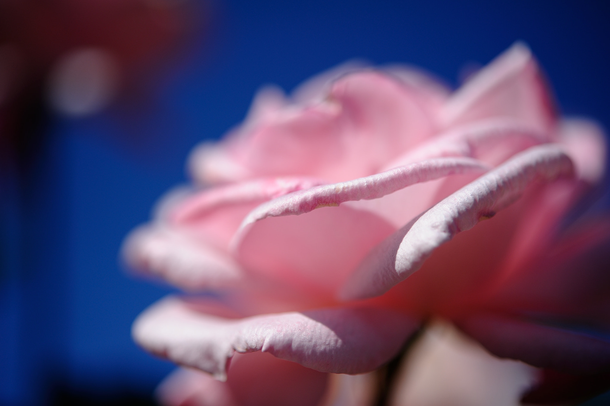 Nikon AF-S Micro-Nikkor 60mm F2.8G ED sample photo. D3s_4538.jpg photography