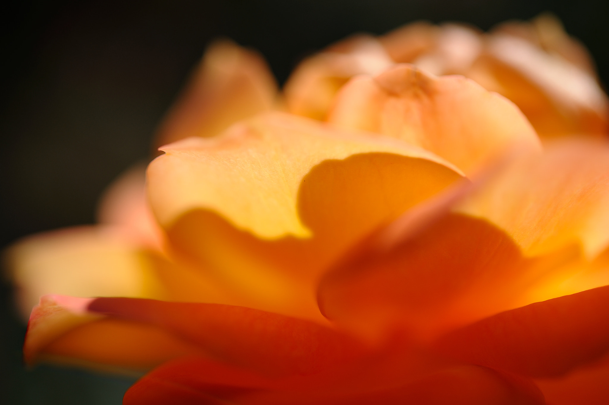 Nikon AF-S Micro-Nikkor 60mm F2.8G ED sample photo. D3s_4526.jpg photography