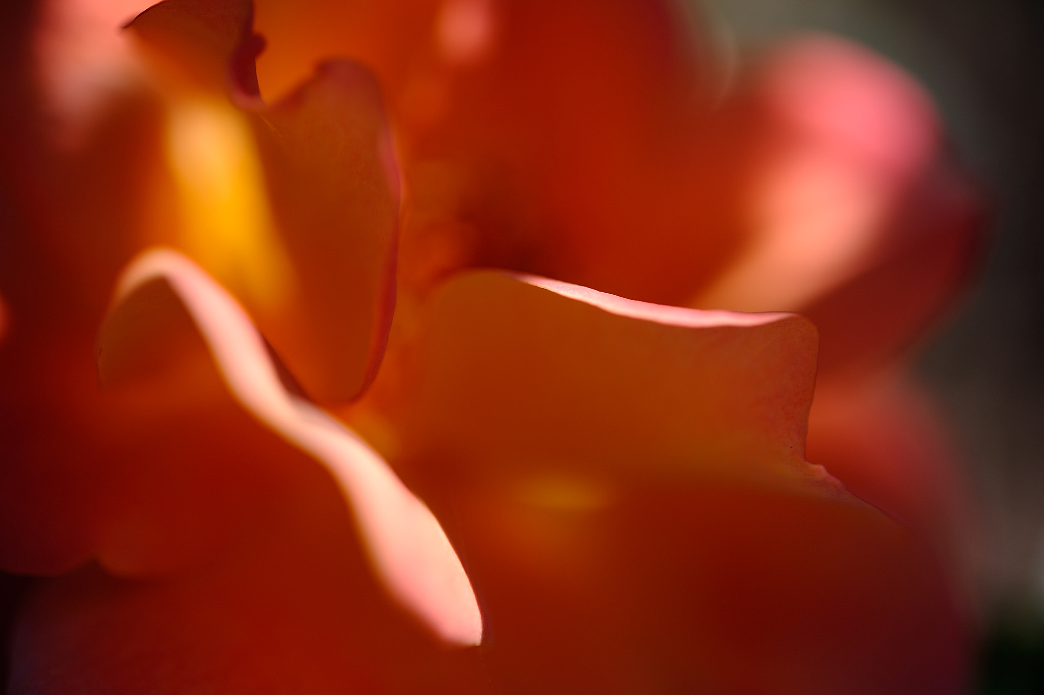 Nikon AF-S Micro-Nikkor 60mm F2.8G ED sample photo. D3s_4529.jpg photography