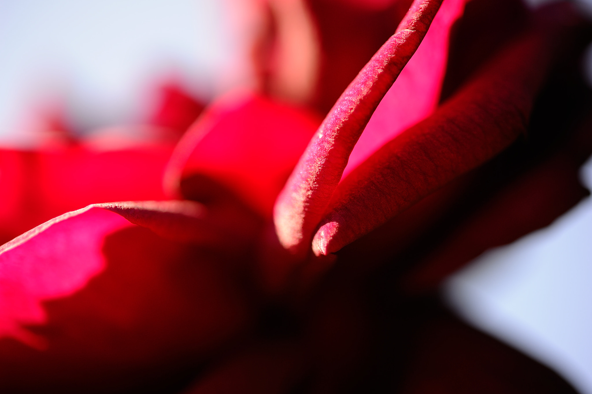 Nikon AF-S Micro-Nikkor 60mm F2.8G ED sample photo. D3s_4543.jpg photography