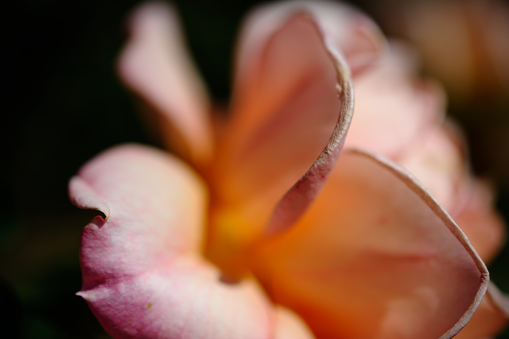 Nikon AF-S Micro-Nikkor 60mm F2.8G ED sample photo. D3s_4502.jpg photography