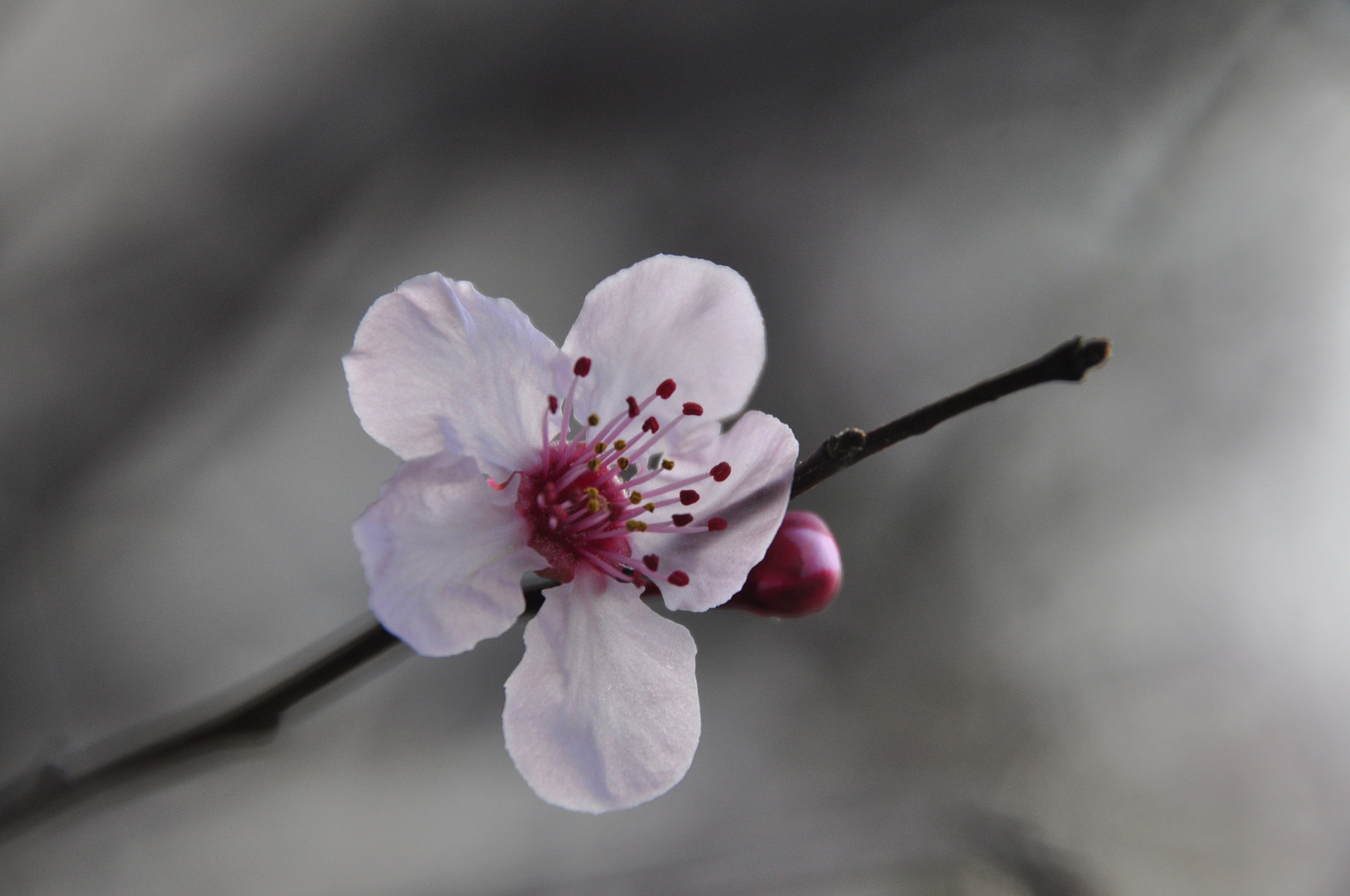 Sigma 18-250mm F3.5-6.3 DC OS HSM sample photo. Pink flower photography