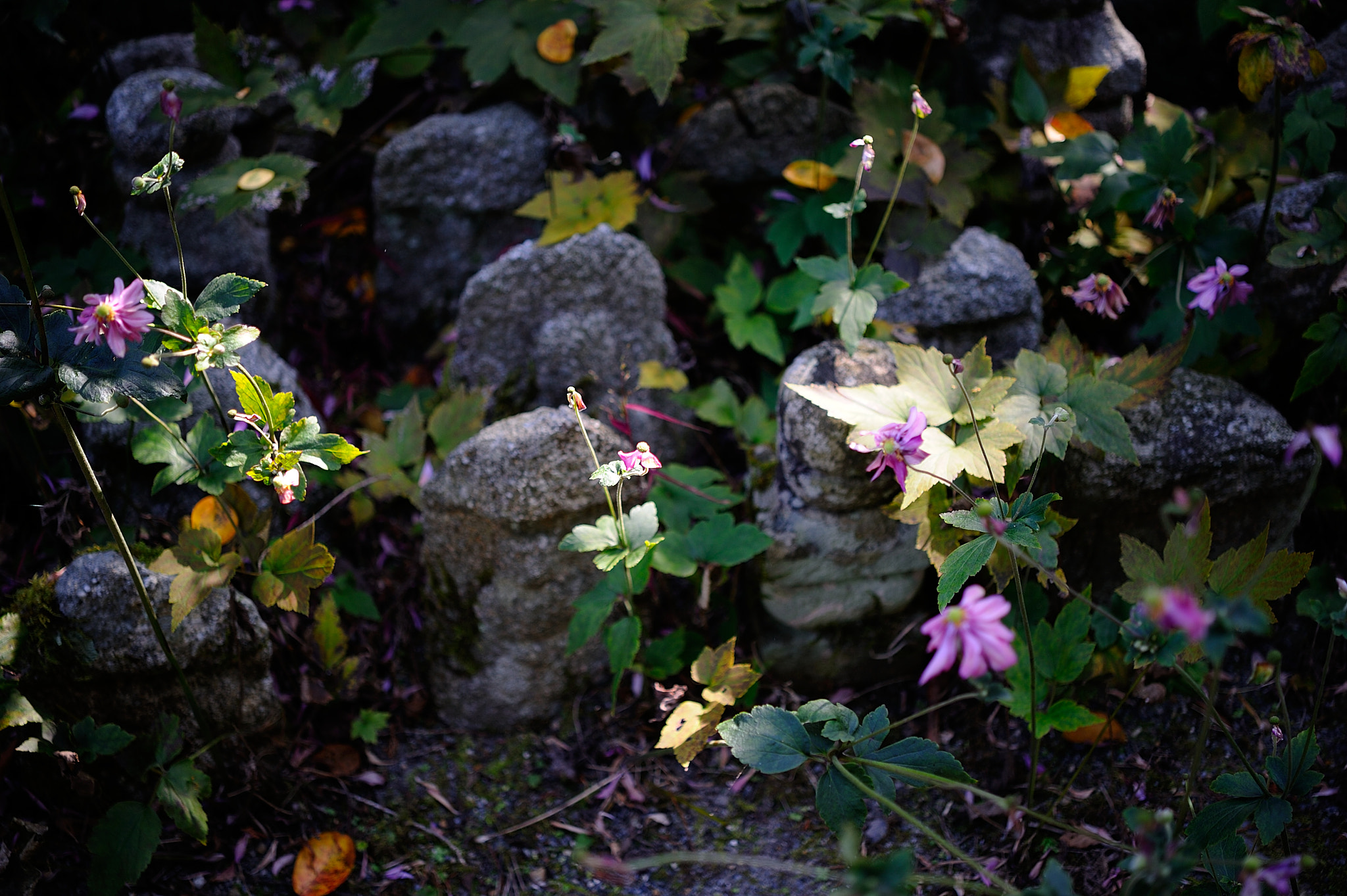 Nikon AF-S Micro-Nikkor 60mm F2.8G ED sample photo. D3s_4728.jpg photography