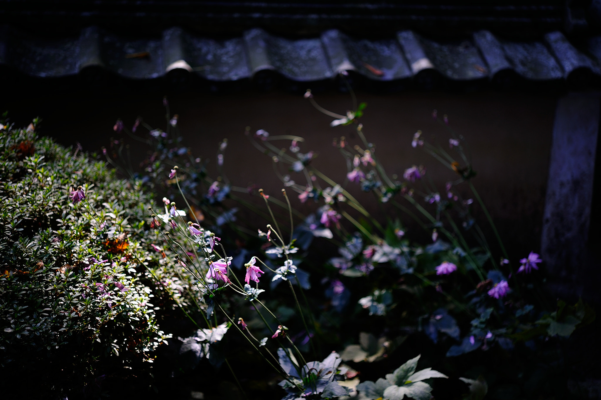Nikon AF-S Micro-Nikkor 60mm F2.8G ED sample photo. D3s_4734.jpg photography
