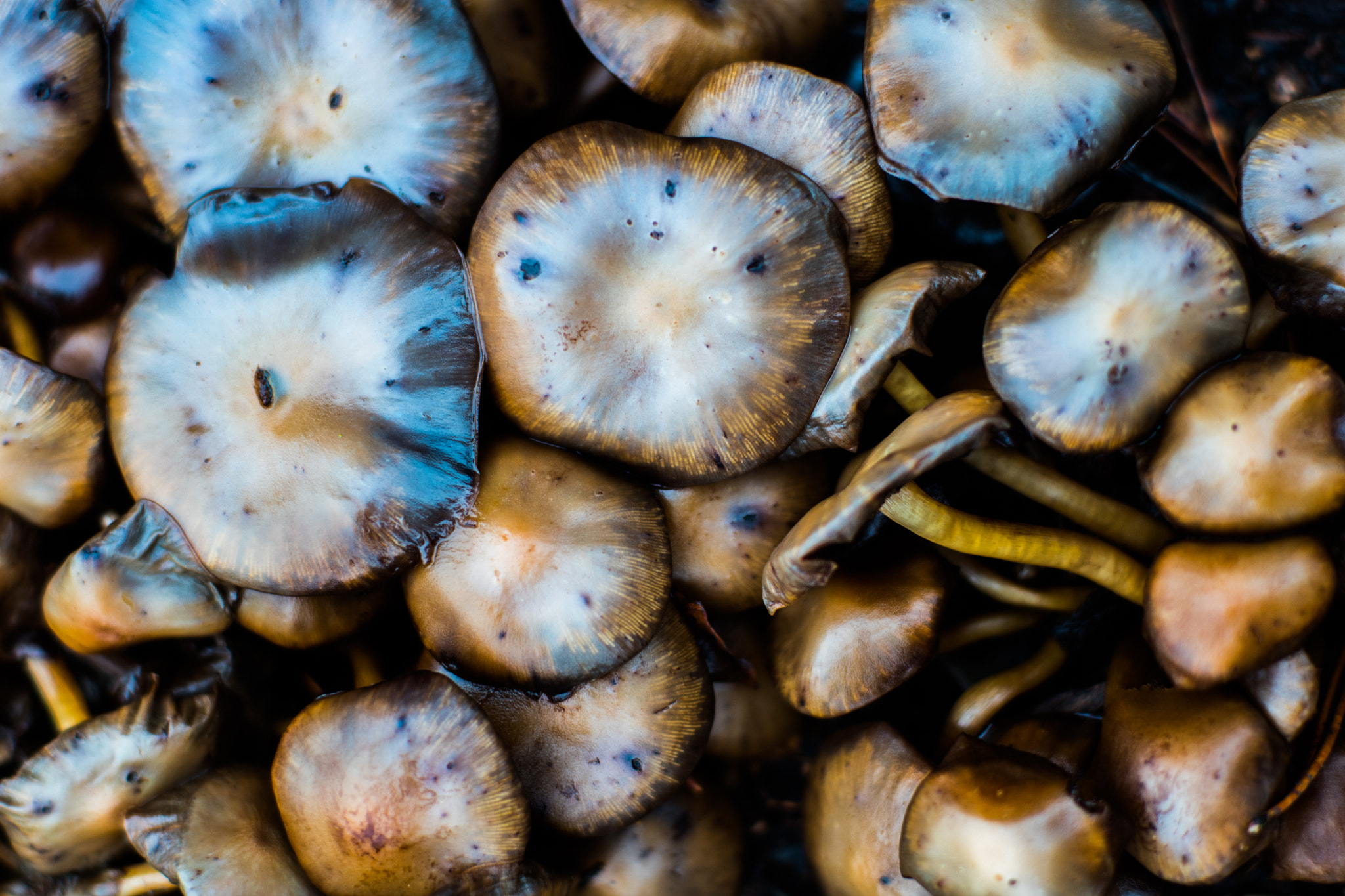 Sony ILCA-77M2 + Minolta AF 50mm F1.4 [New] sample photo. Mushroom tops photography