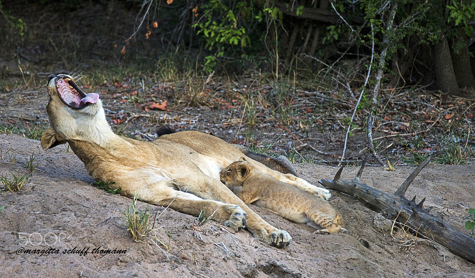 Tamron SP 150-600mm F5-6.3 Di VC USD sample photo. Lion mom with her baby... photography