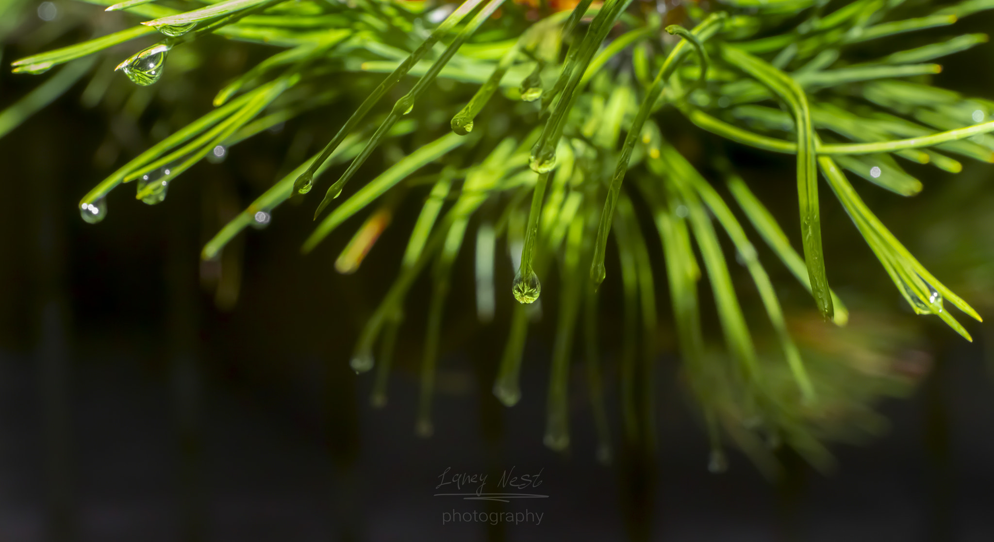 Sony SLT-A77 sample photo. Dew on a branch photography