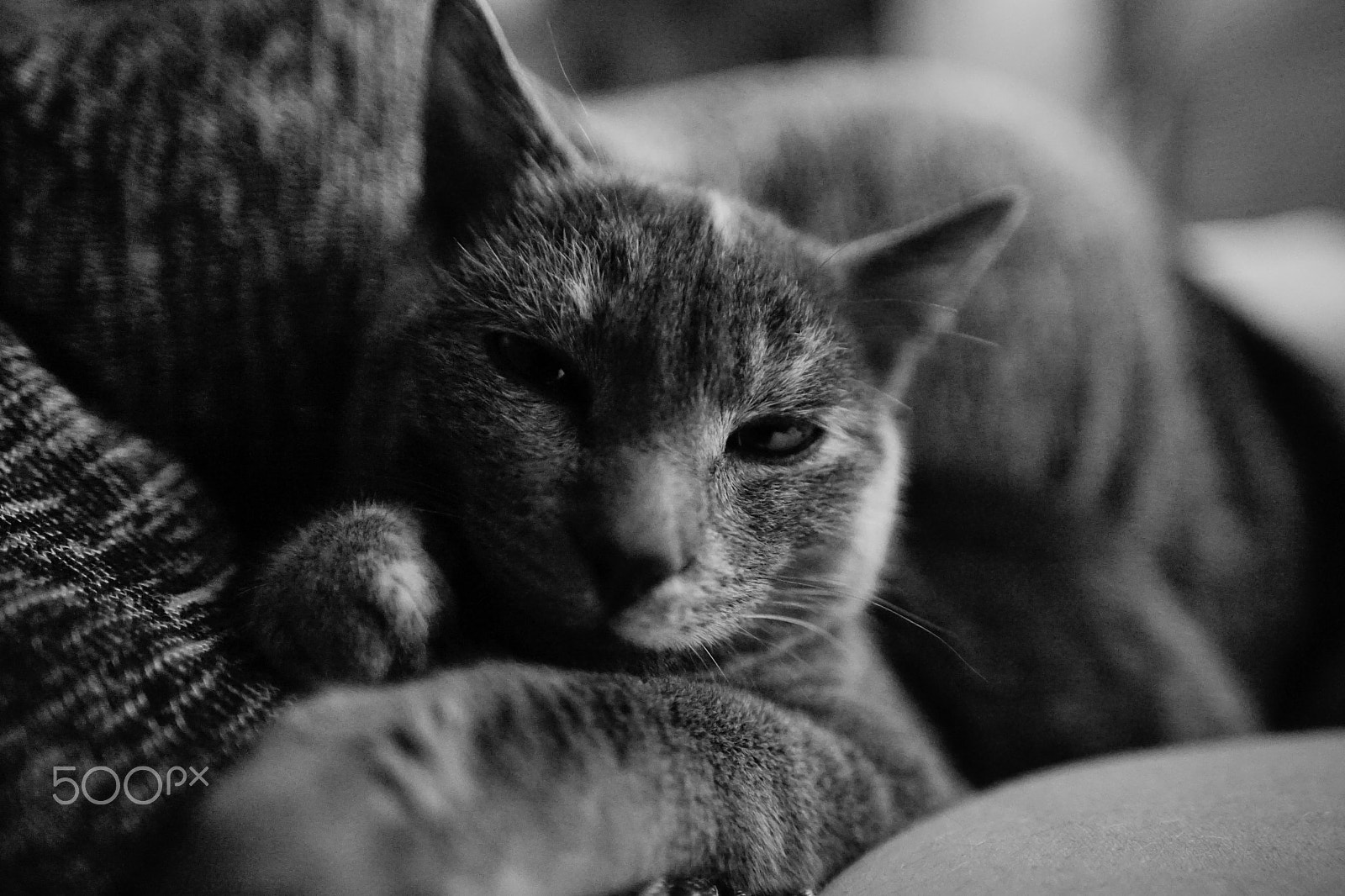 Sony a7 + Sigma 20mm F1.8 EX DG Aspherical RF sample photo. A kitten's life - sleepy fifi photography