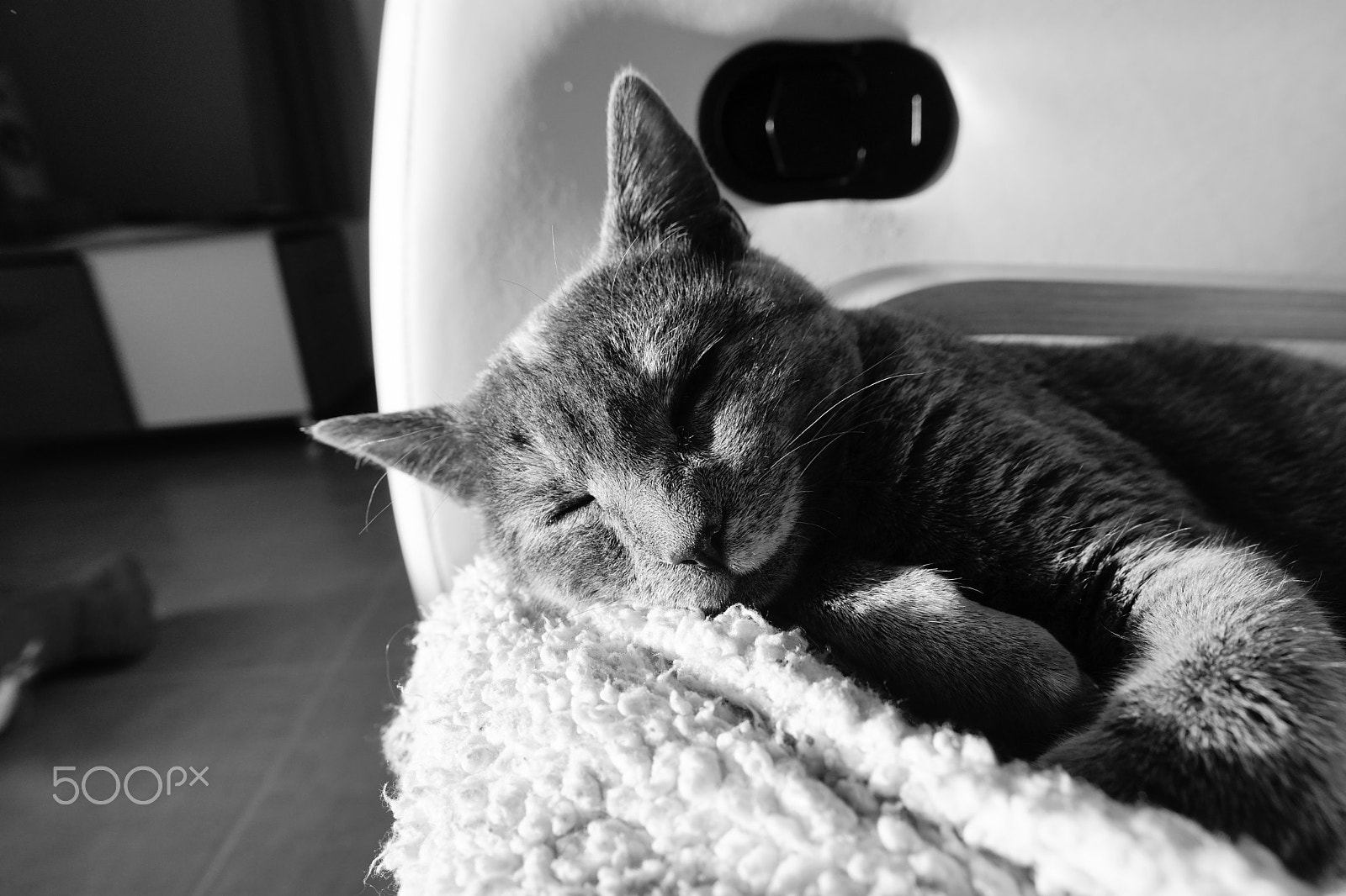 Sony a7 + Sigma 20mm F1.8 EX DG Aspherical RF sample photo. A kitten's life - sleepy fifi photography