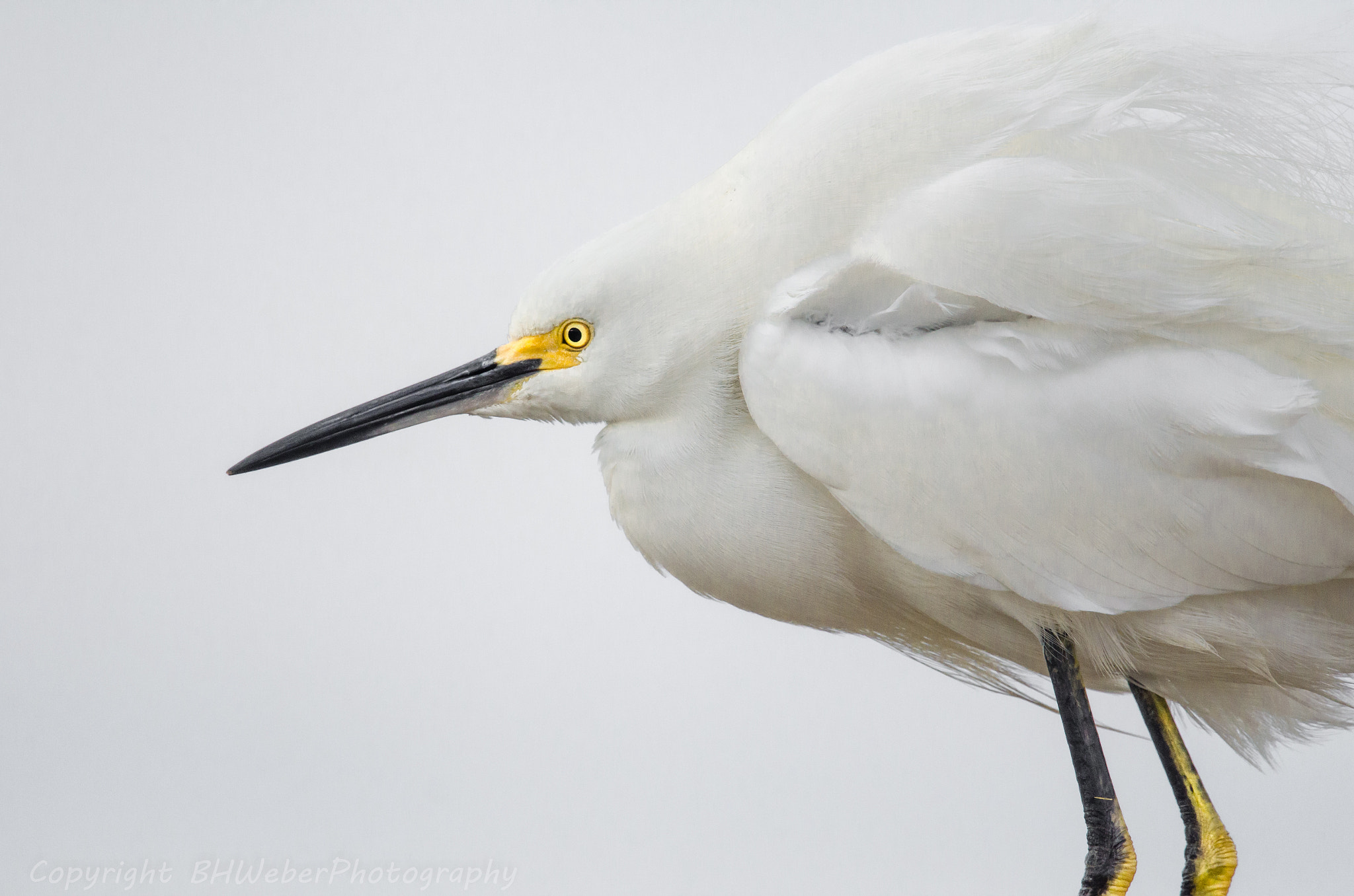 Nikon Nikkor AF-S 300mm F4E PF ED VR sample photo. Snowy egret photography