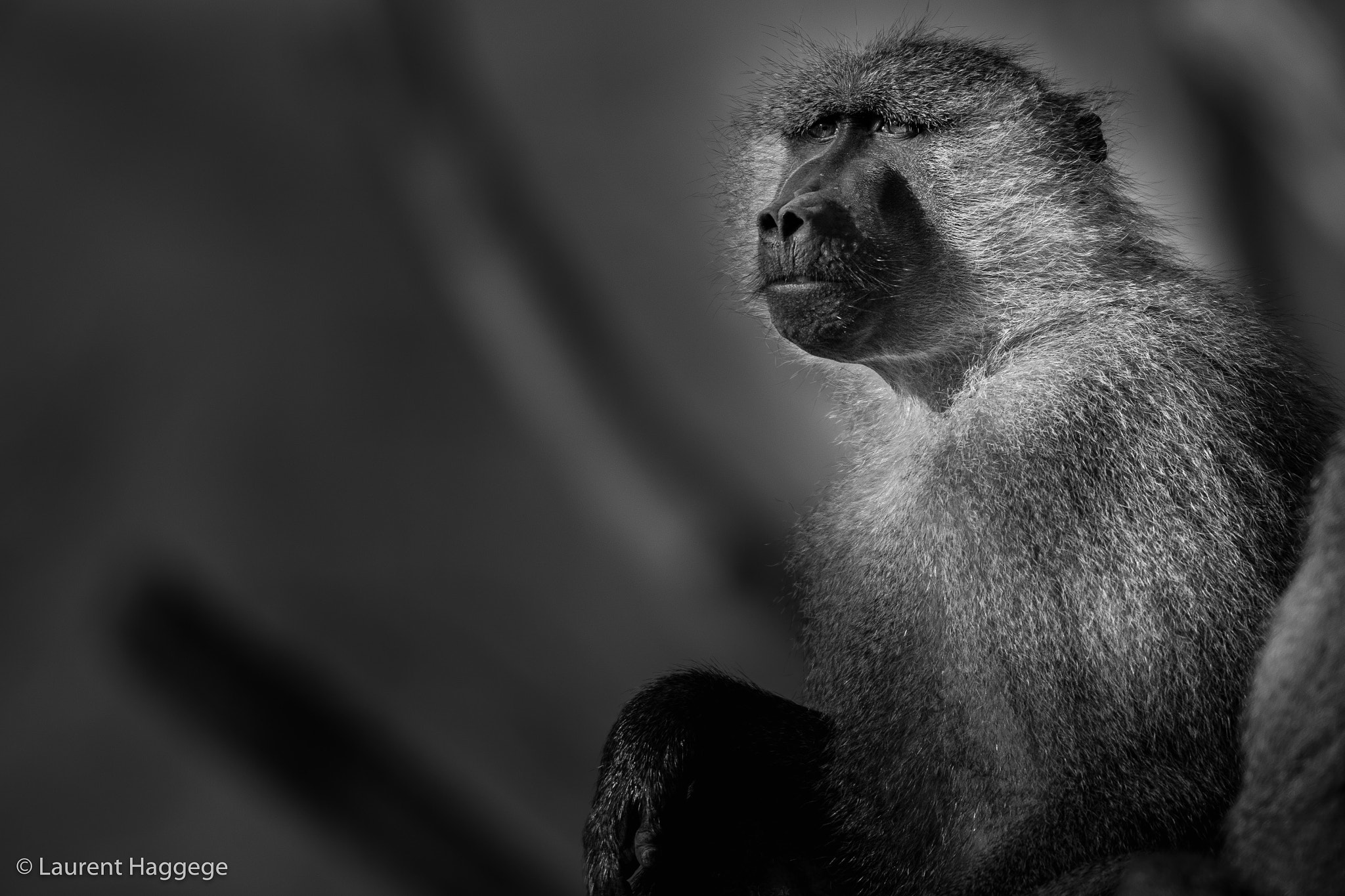 Sigma 150-600mm F5-6.3 DG OS HSM | C sample photo