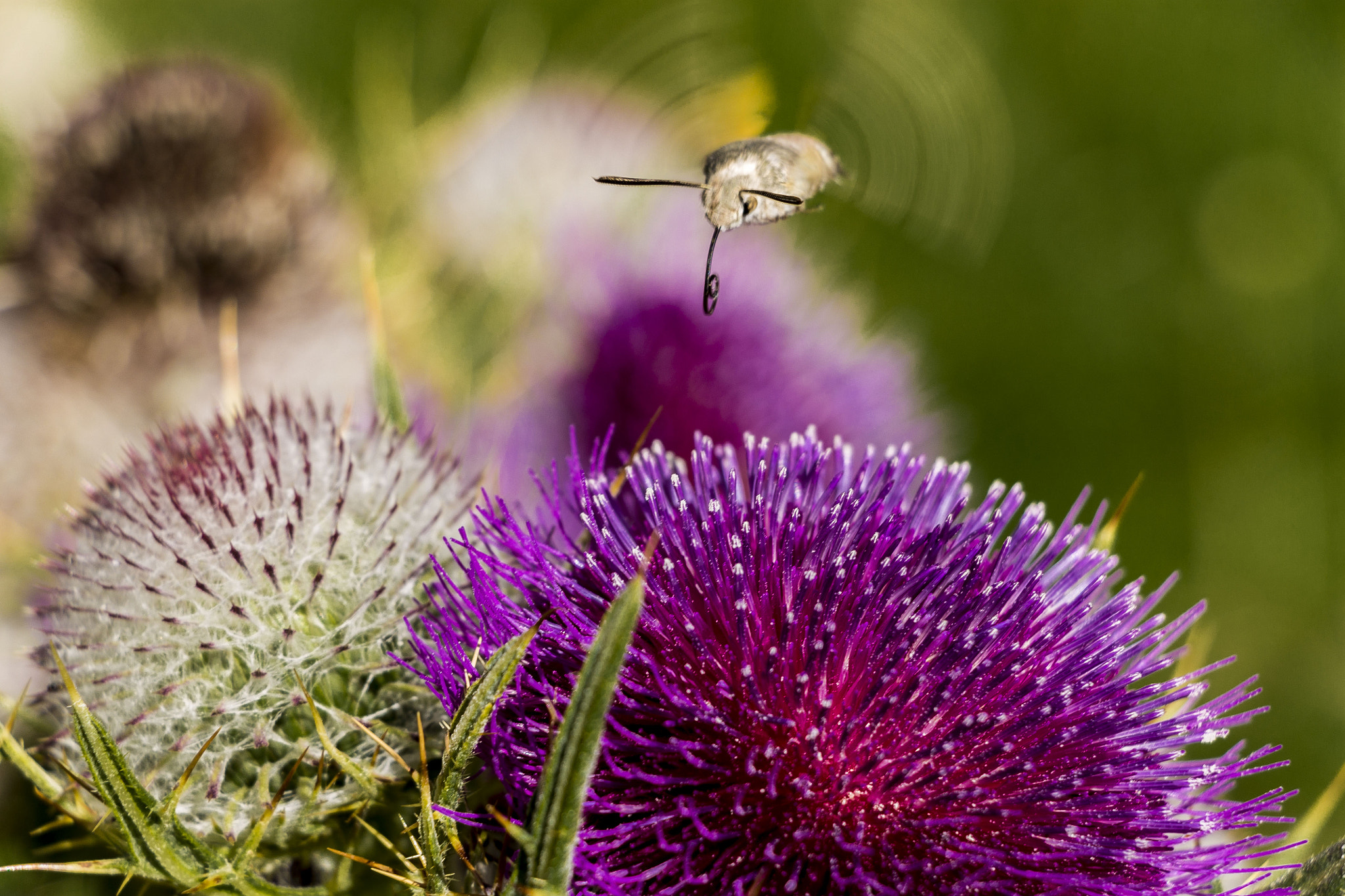 Canon EF-S 18-135mm F3.5-5.6 IS STM sample photo. Naturaleza en panticosa photography