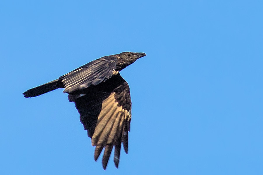 Canon EF 300mm F4L IS USM sample photo. Rabe im flug photography
