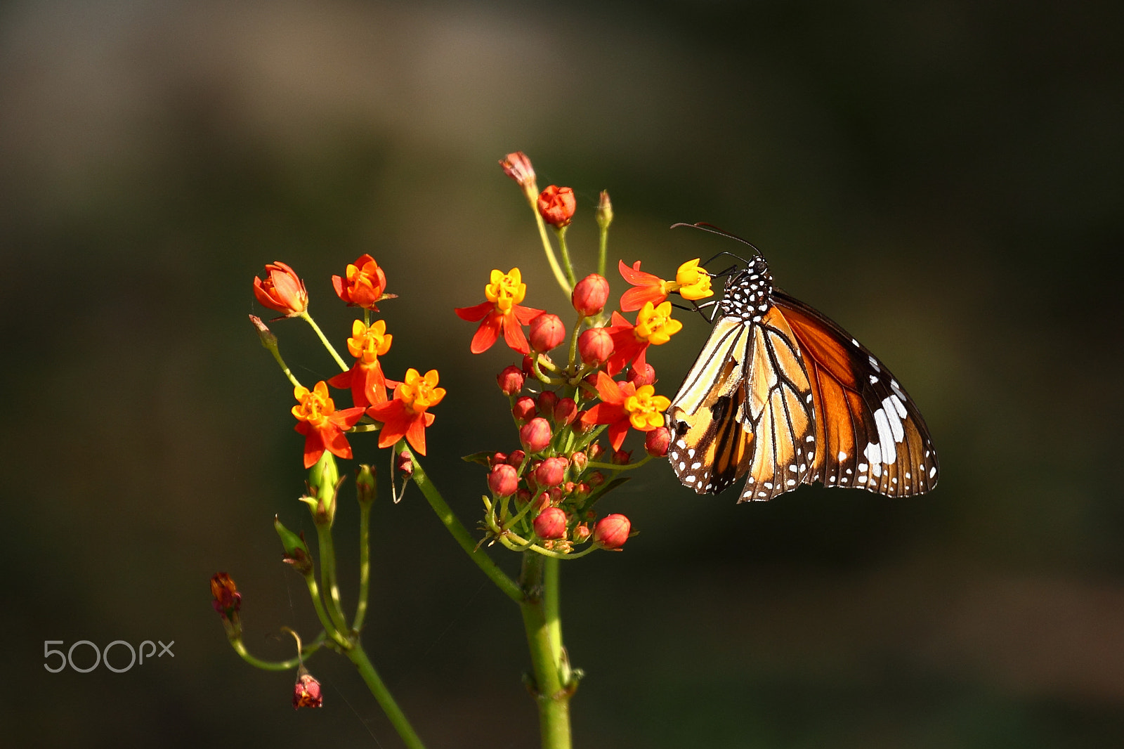 Canon EF 100-400mm F4.5-5.6L IS II USM sample photo. Zen beauty photography