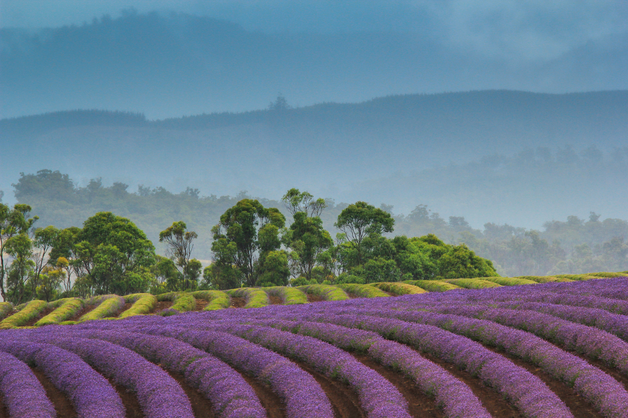 Canon EF 28-300mm F3.5-5.6L IS USM sample photo. Lavender farm photography