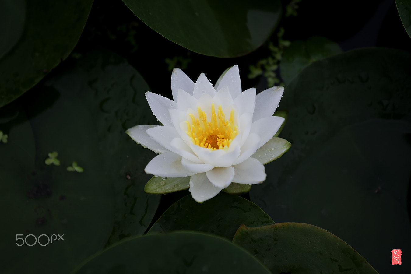 Canon EOS 100D (EOS Rebel SL1 / EOS Kiss X7) + Canon EF 70-200mm F4L IS USM sample photo. Water lily photography