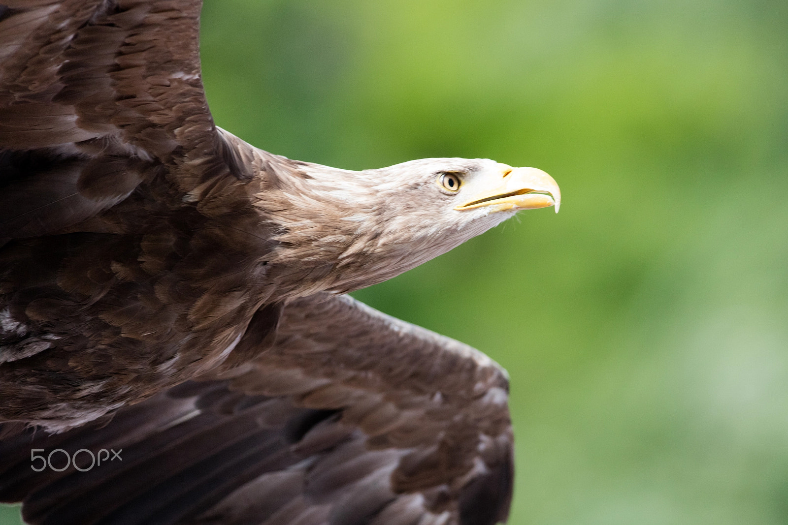 Canon EF 200-400mm F4L IS USM Extender 1.4x sample photo. Frank pittoors animals photography