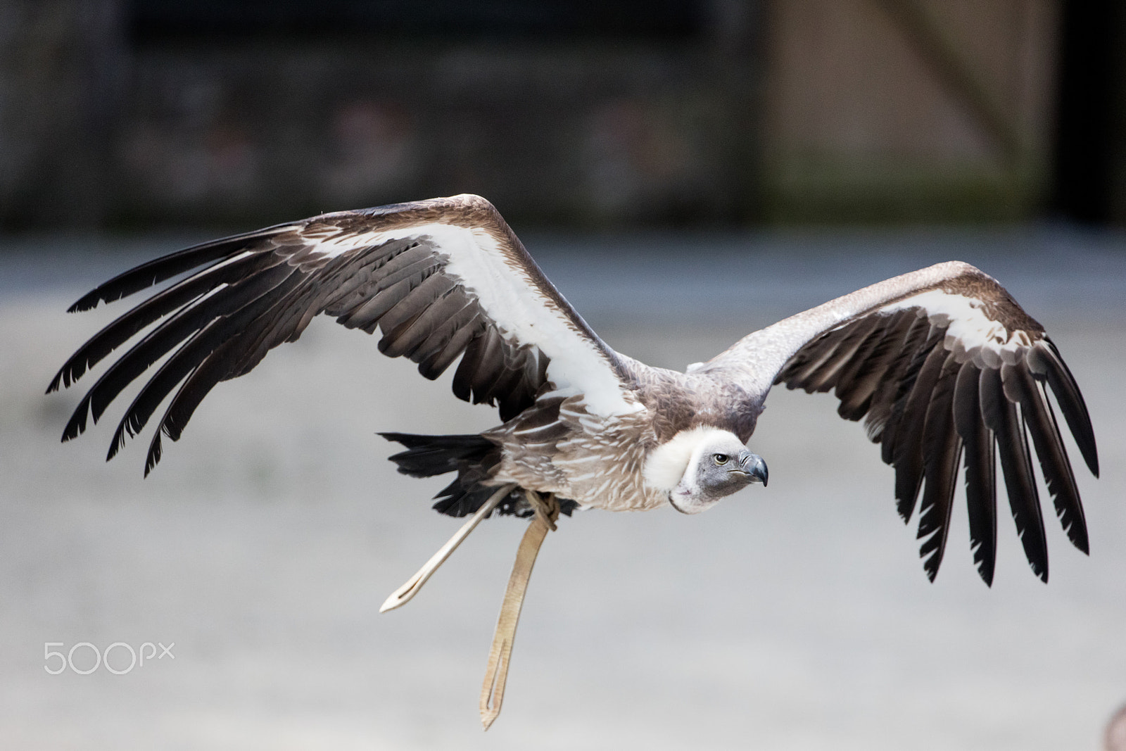 Canon EF 200-400mm F4L IS USM Extender 1.4x sample photo. Frank pittoors animals photography