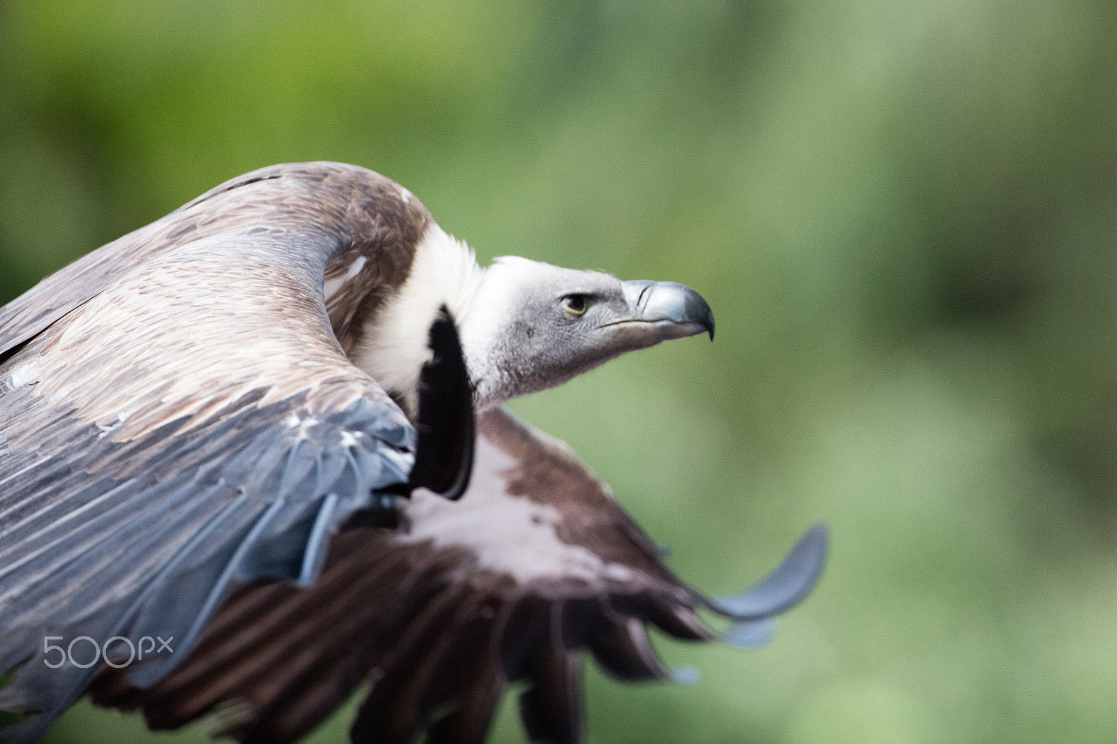 Canon EF 200-400mm F4L IS USM Extender 1.4x sample photo. Frank pittoors animals photography