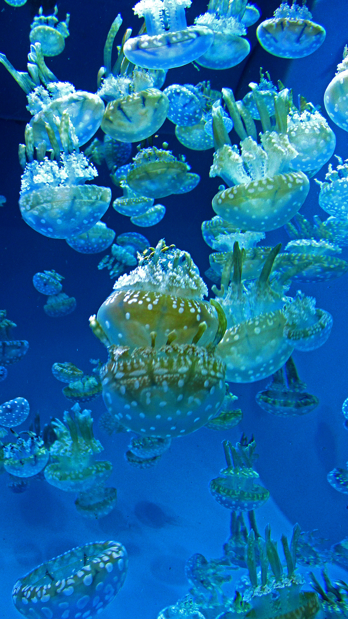 Canon PowerShot ELPH 115 IS (IXUS 132 / IXY 90F) sample photo. Jellyfish at the aquarium of the pacific photography