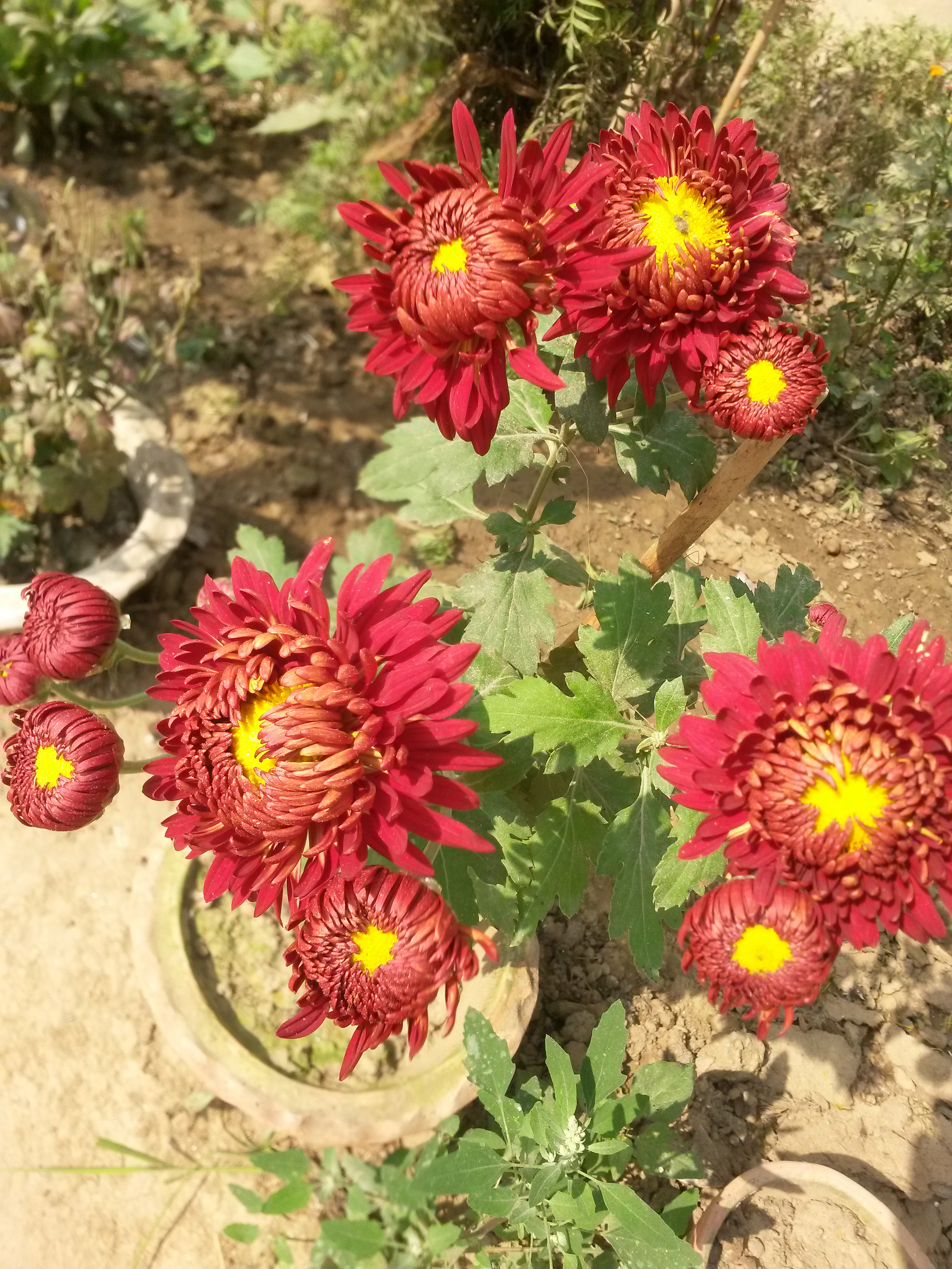 Samsung Galaxy S4 Active sample photo. Chili red photography