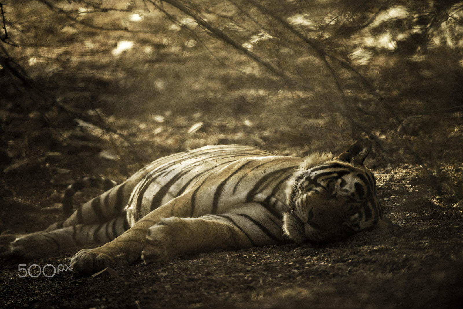 Nikon D800 + Nikon AF-S Nikkor 600mm F4G ED VR sample photo. Sleeping beauty photography