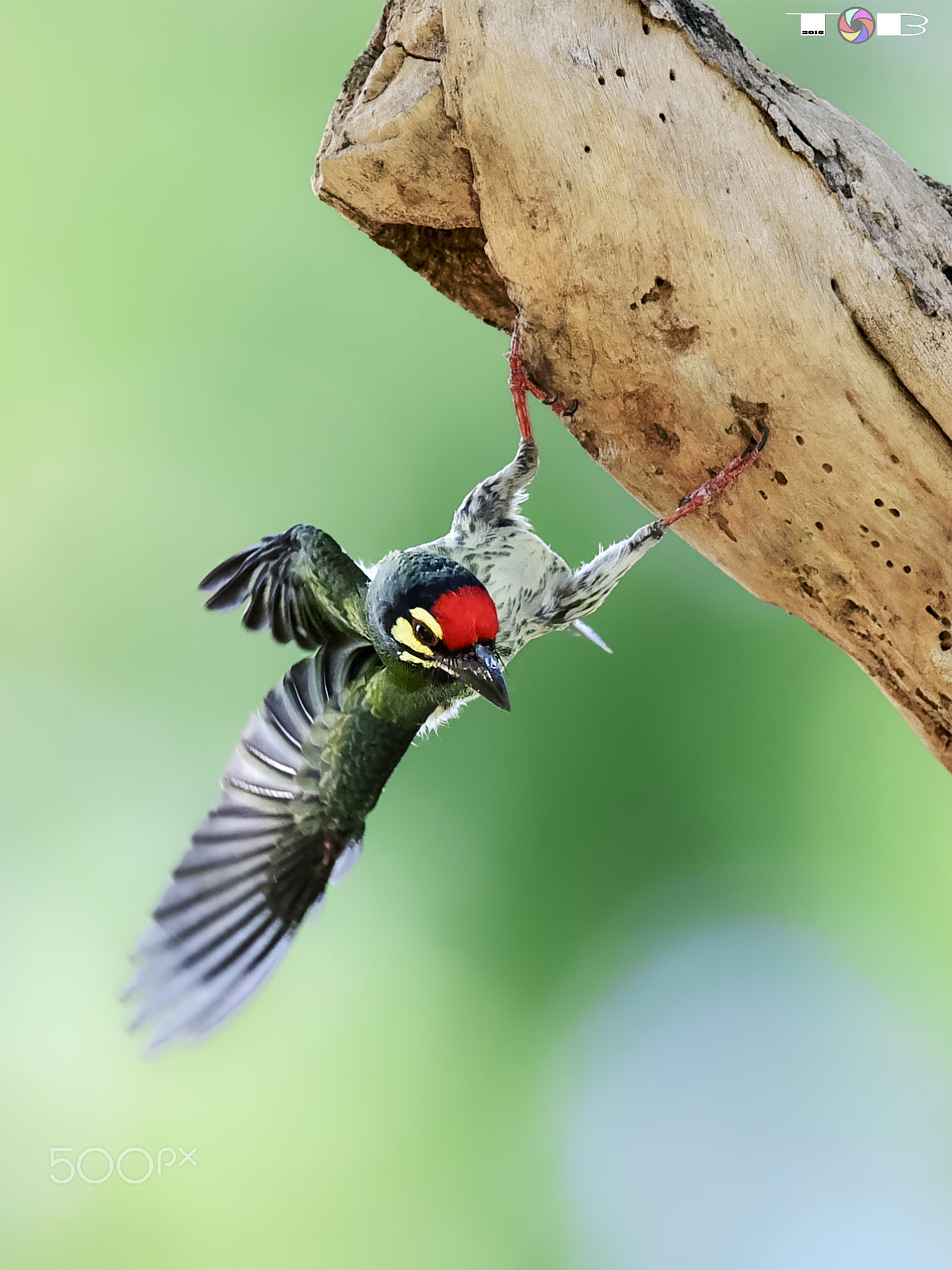 Nikon AF-S Nikkor 600mm F4D ED-IF II sample photo. Coppersmith barbet** photography