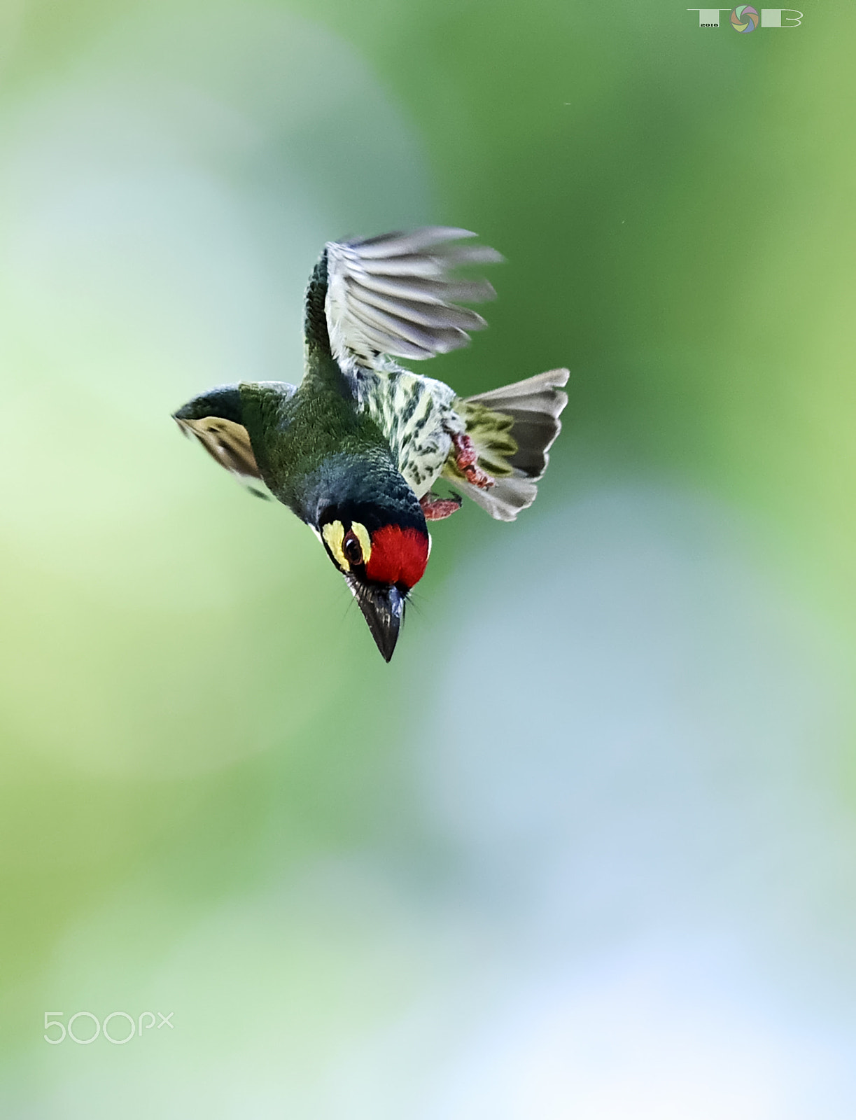 Nikon AF-S Nikkor 600mm F4D ED-IF II sample photo. Coppersmith barbet*** photography