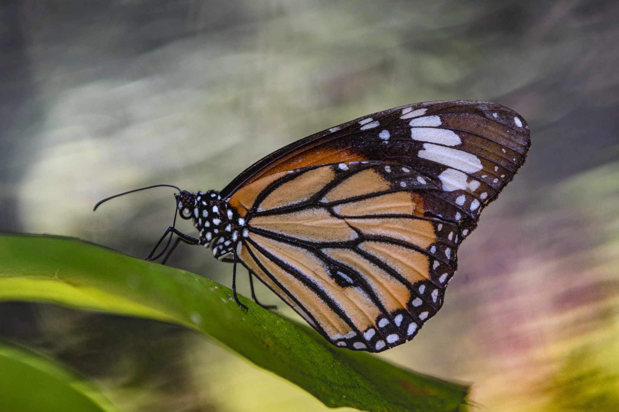 Sony ILCA-77M2 + Tamron SP AF 180mm F3.5 Di LD (IF) Macro sample photo. Thaischmetterling photography