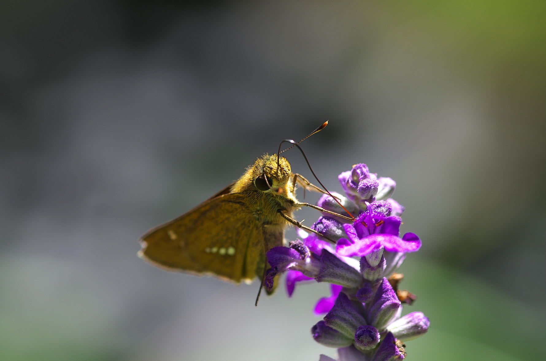 Pentax smc D-FA 100mm F2.8 Macro WR sample photo. Skipper photography
