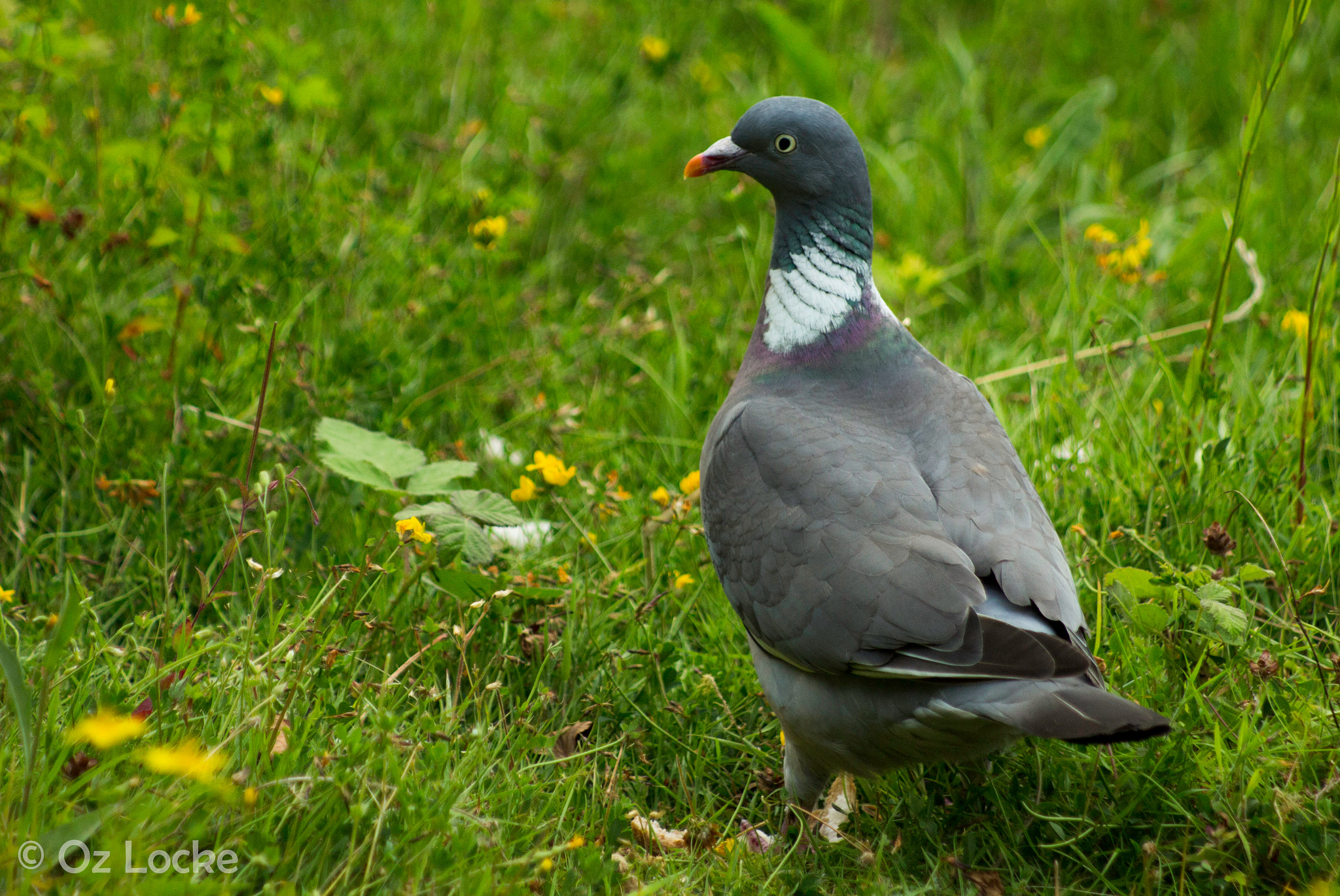 Canon EF 80-200mm F4.5-5.6 II sample photo. Spooked photography