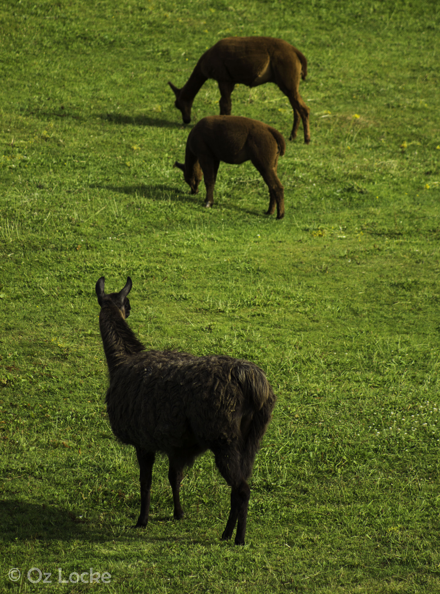 Canon EF 80-200mm F4.5-5.6 II sample photo. Vigilant photography