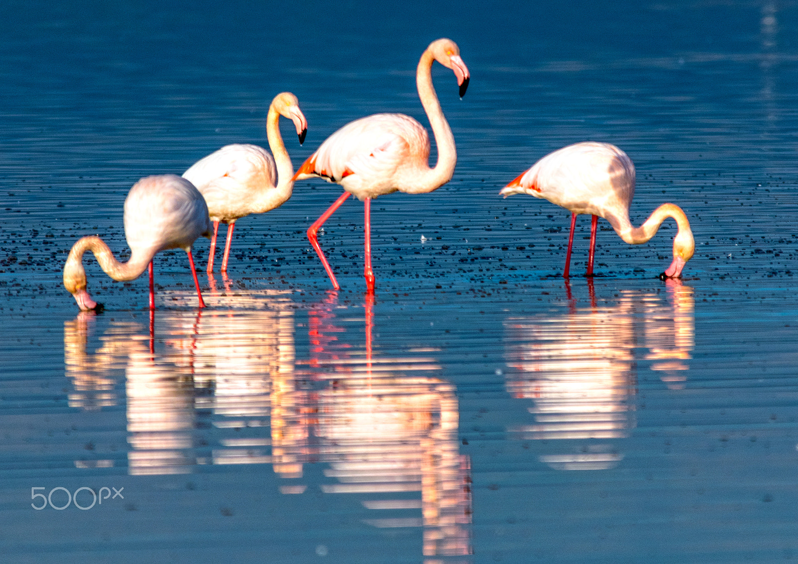 Sigma 150-500mm F5-6.3 DG OS HSM sample photo. Flamingoes photography