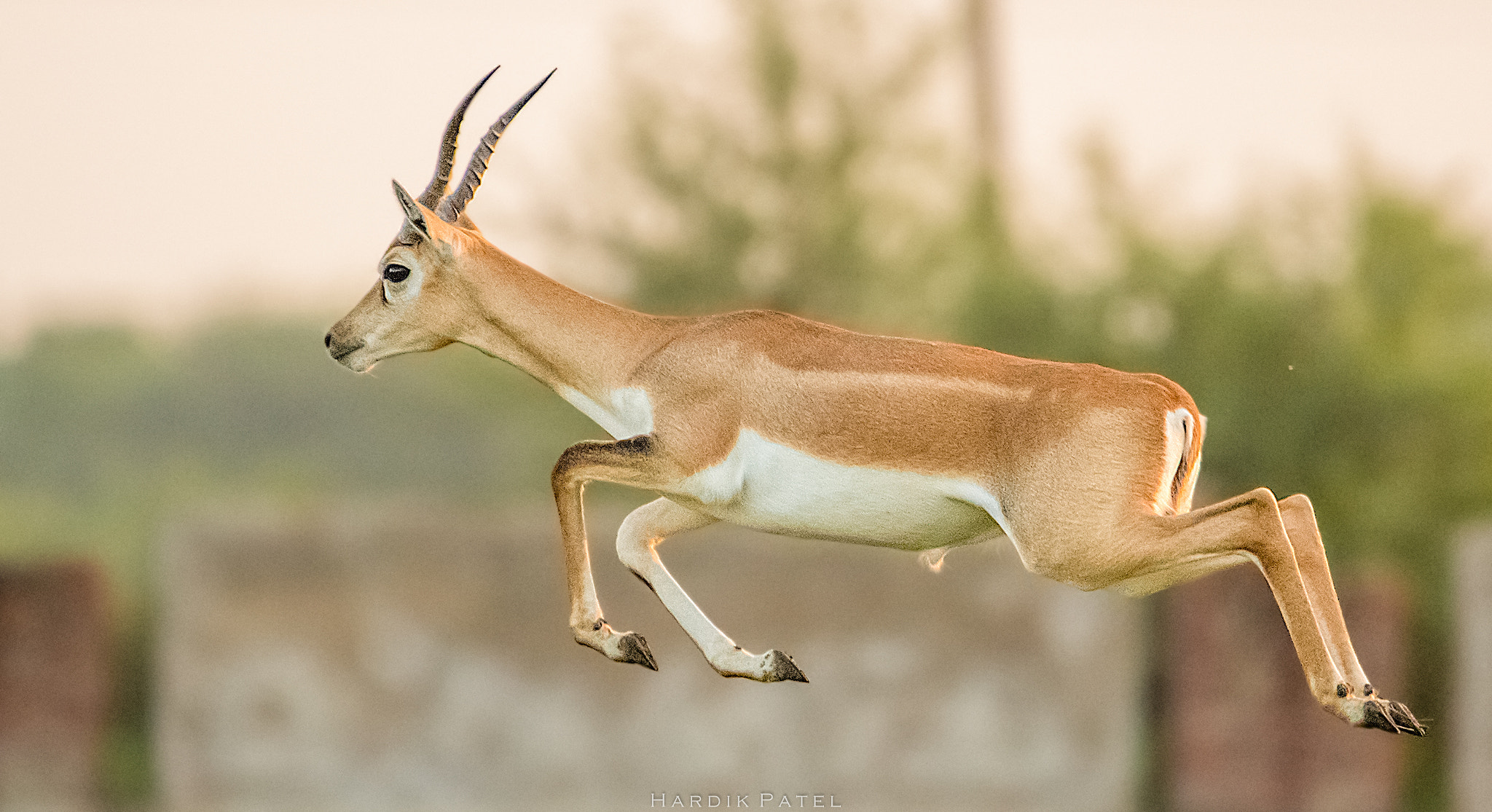 Nikon D4S sample photo. Black buck.. photography