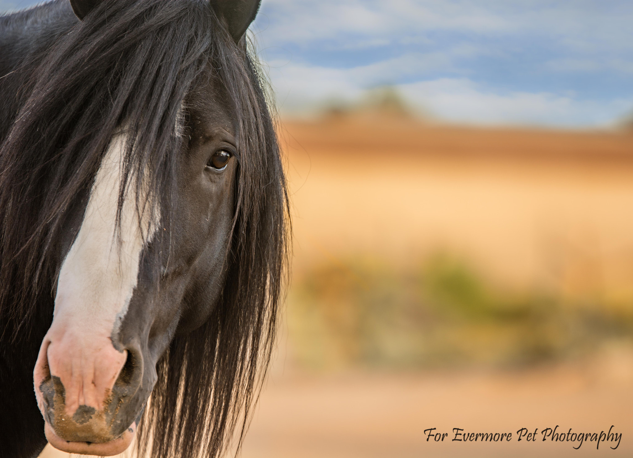 Nikon AF-S Nikkor 70-200mm F2.8G ED VR II sample photo. Mojo- gypsy vanner photography