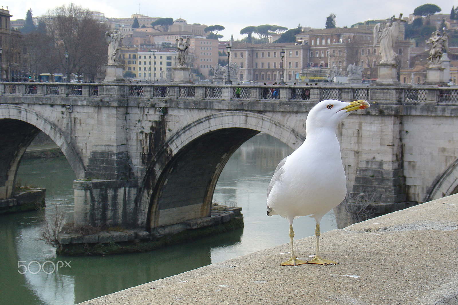 Sony DSC-V1 sample photo. A friendly roman seagull photography