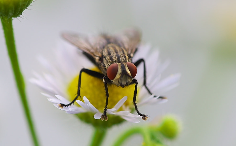 Pentax smc D-FA 100mm F2.8 Macro WR sample photo. Fly photography