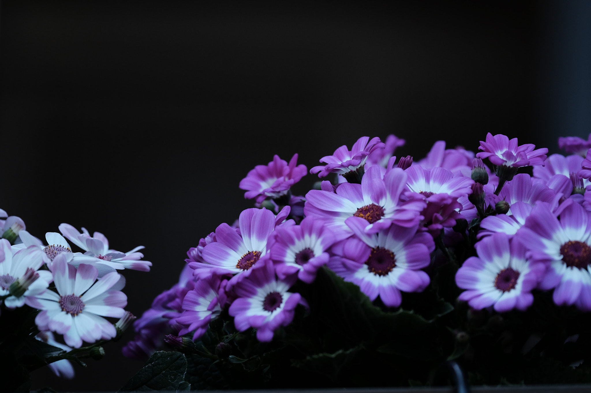 XF50-140mmF2.8 R LM OIS WR + 1.4x sample photo. Flower photography